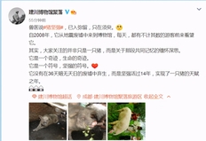 “猪坚强”已入弥留?猪坚强被抢注商标 猪坚强为什么叫猪坚强?