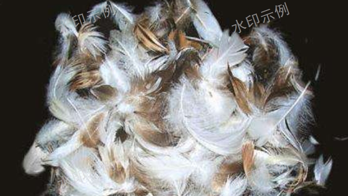 埃及专业的水洗羽毛羽绒进口报关国外需要资料,水洗羽毛羽绒进口报关