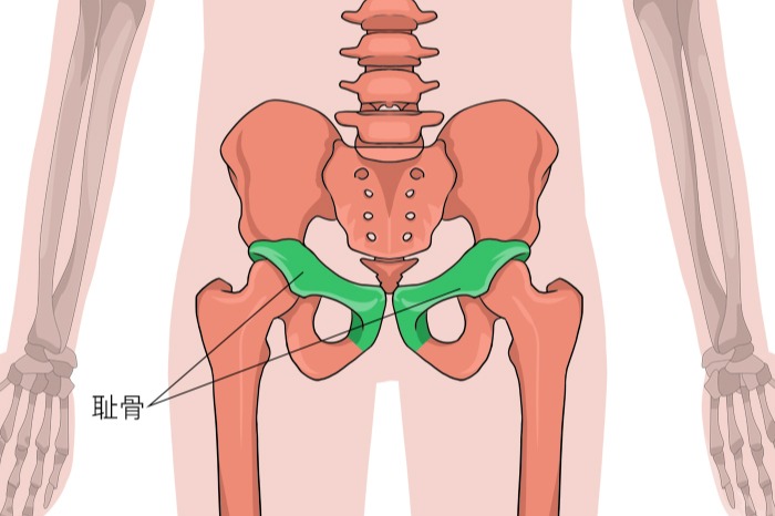 耻骨是哪个部位